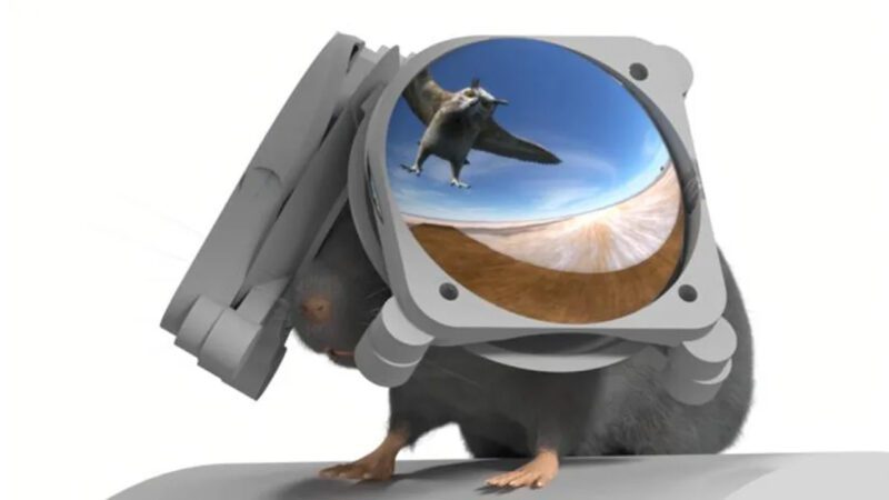Fareler İçin Sanal Gerçeklik Gözlüğü Geliştirildi