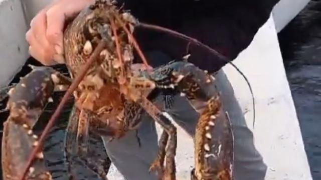 İzmit Körfezi gün daha da temiz..  3 kilogramlık ıstakoz yakalanandı