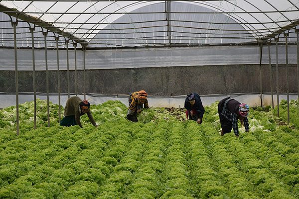 Sakarya Havzası’ndaki tarla ve seralarda marul hasadı başladı