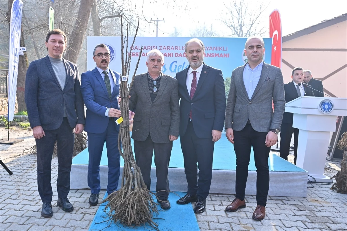 Bursa Büyükşehir Belediyesi, çiftçilere gal arısına dayanıklı kestane fidanı dağıttı