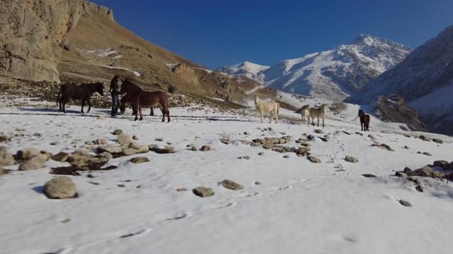 Munzur Dağlarının bir başka güzellikleri: Yılkı atları