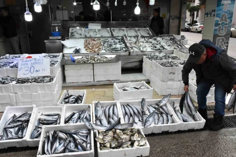 Palamut Sinop’taki balık tezgahlarında yerini aldı: Tanesi 200 lira