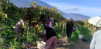 Sarıgöl Ovası, örtü altındaki üzüm bağlarıyla açık soğuk hava deposu