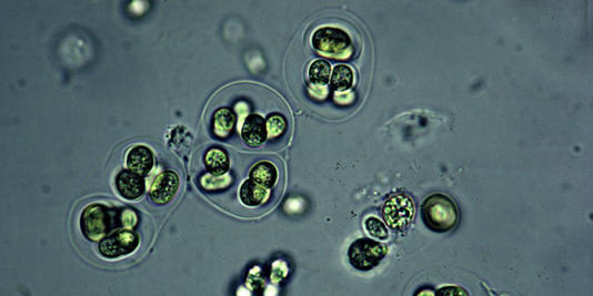 Paylaş daha Önleme Önleme Bilim Adamları, Dünya’da Yaşamın Nasıl Gerçekleştiğine Dair 1,75 Milyar Yıllık Bir Gizemi Çözdüler