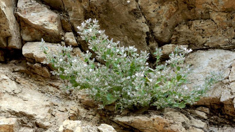 Munzur Vadisi’nde keşfedilen çan çiçeği türü literatüre kazandırıldı