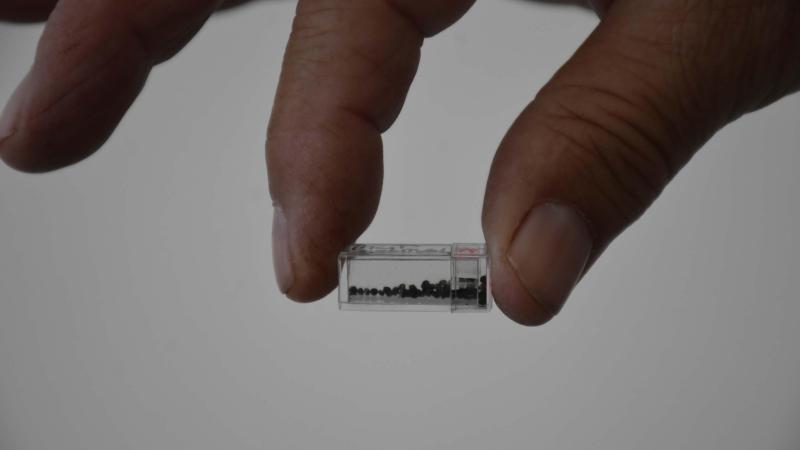 Yassıtepe Höyüğü’nde 5 bin yıllık incir çekirdekleri