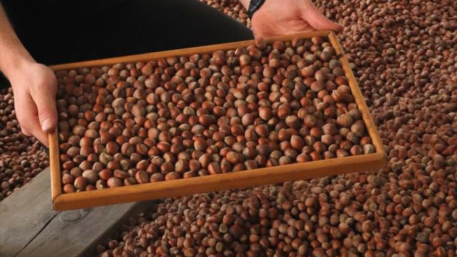 Düzce’den geçen yıl AB ülkelerine 9 bin 728 ton işlenmiş iç fındık ihraç edildi