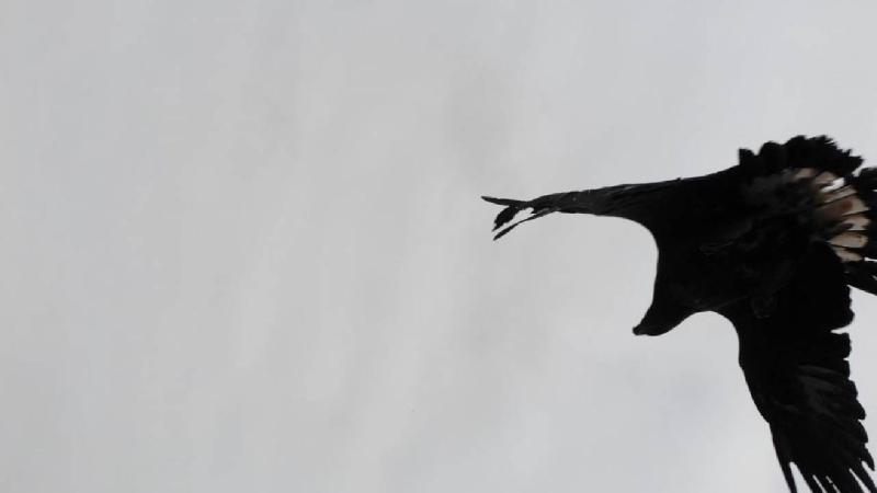 Artvin’de kartal dronu avladı