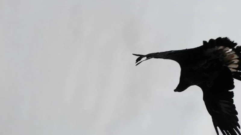 Artvin’de kartal dronu avladı