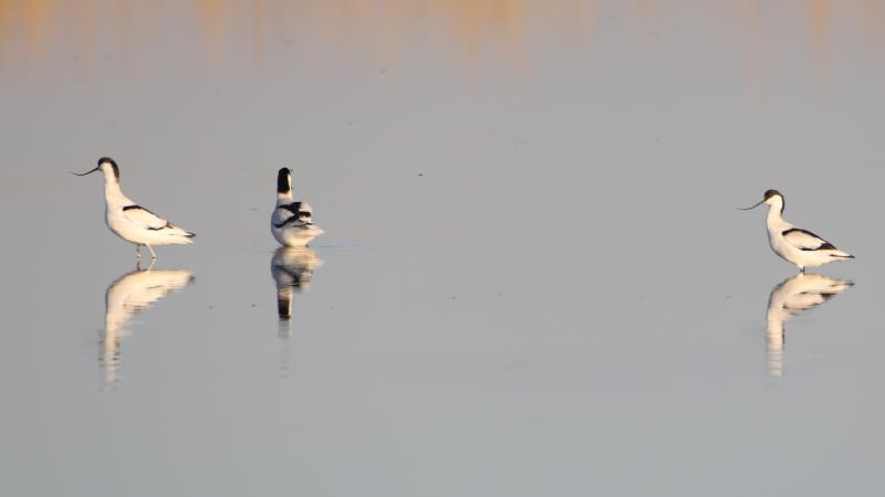 Iğdır’daki sulak alanda 25 türden 2 bin 200 kuş kaydedildi