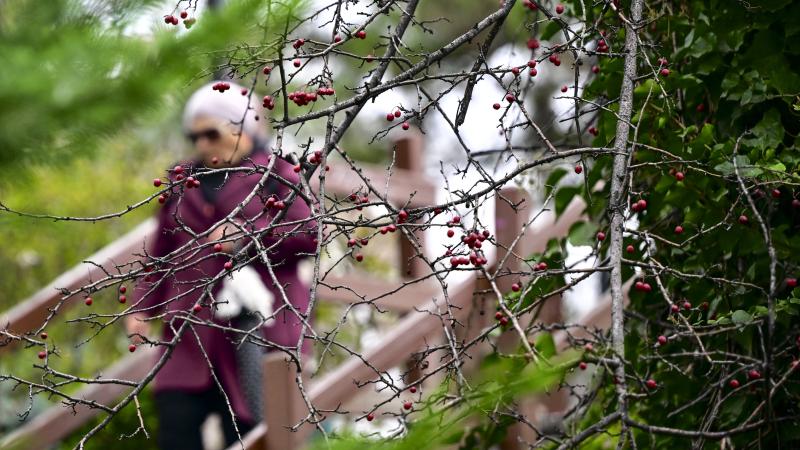 Türkiye, son 53 yılın en sıcak aralık ayını Sinop’ta yaşadı