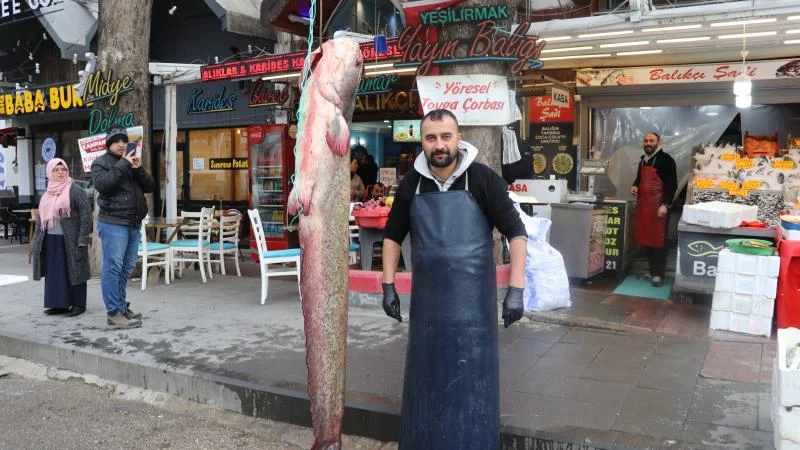 Amasya’da 75 kilogramlık yayın balığı yakalandı