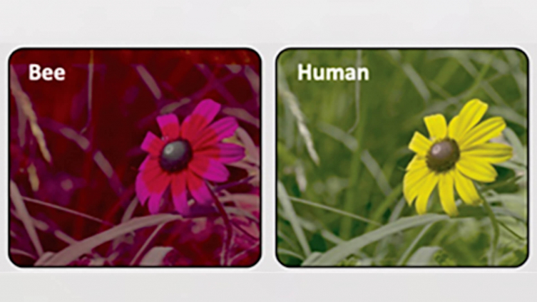 Hayvanların nasıl gördüğünü gösteren kamera geliştirildi