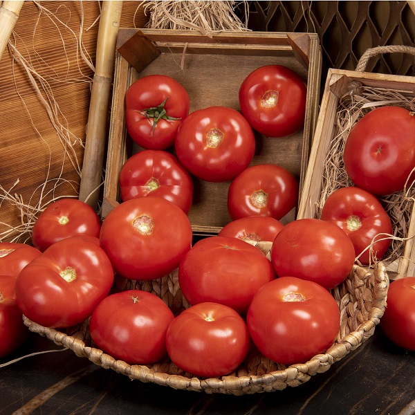 Kuraklıktan rekoltesi düşen tescilli Çanakkale domatesinin üreticisi yeni yıldan umutlu