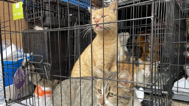 Rize’de, Deney Hayvanları Uygulama ve Araştırma Merkezi açıldı