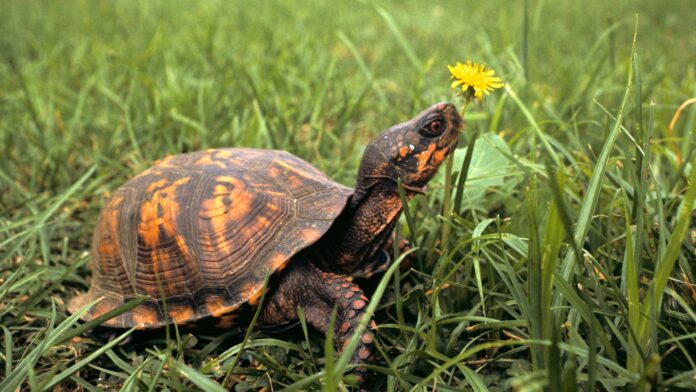 Küçülen Hayvanların Gizemi Yeni Kuramla Açıklanabilir