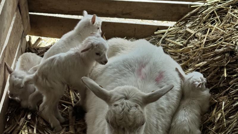 Çanakkaleli keçi yetiştiricisinin dördüz oğlak sevinci