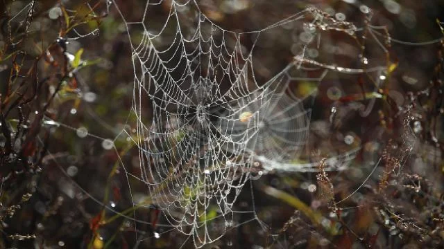 Avustralya’da ölümcül en büyük huni yuvalı erkek örümcek bulundu