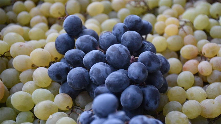 Arapgir’de yetiştirilen üzümler mayısa kadar sofraları süslüyor