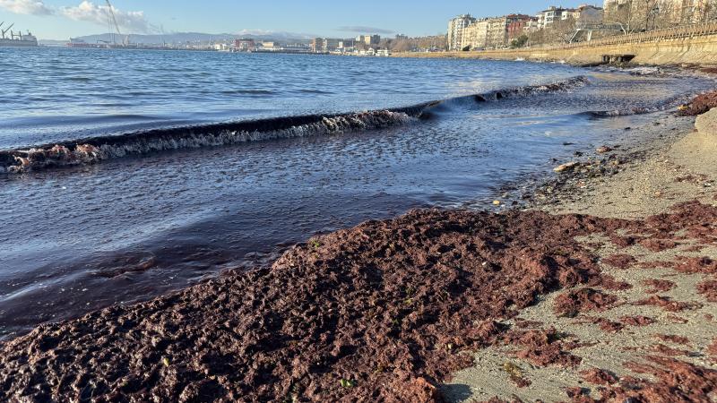 Tekirdağ sahilini kırmızı yosun kapladı