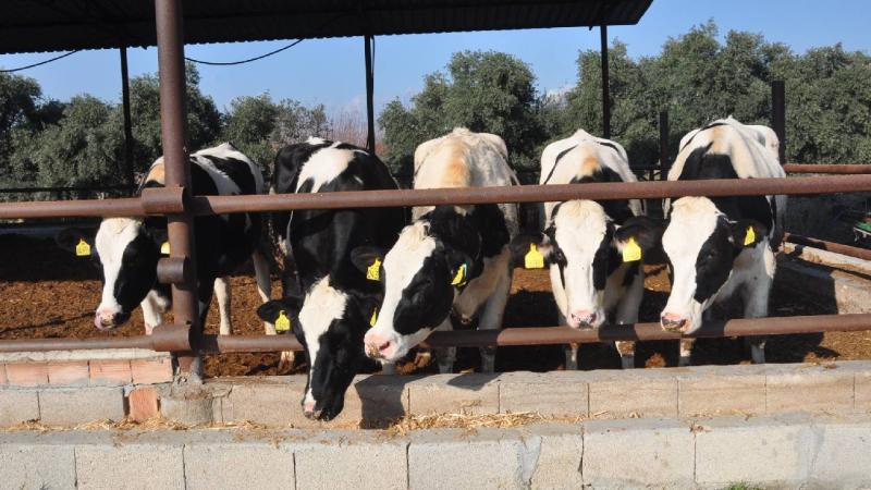 Tarsus’ta süt üreticilerine inek desteği