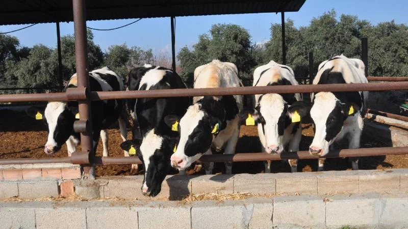 Tarsus’ta süt üreticilerine inek desteği