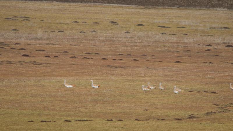Muş’ta 34 toy kuşu görüntülendi