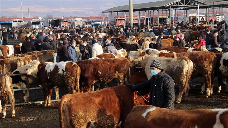 Canlı Hayvan Pazarları bir bir kapatılıyor!
