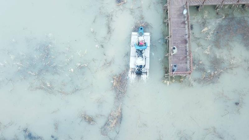 Efteni Kuş Cenneti’ndeki gölün yüzeyi sazlık ve sucul bitkilerden arındırılıyor