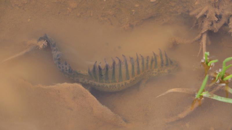 Bursa’da nesli tehlike altındaki “Anadolu şeritli semenderi” bulundu