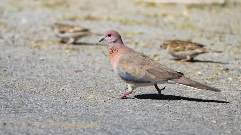 İspanya’da sokakta kumrulara yem atan kadına 1500 euro ceza kesildi