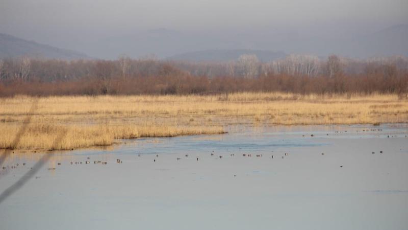 Efteni Gölü Kuş Cenneti’nde 22 türden 2 bin 111 kuş listelendi