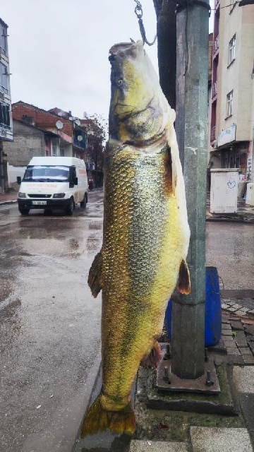 2 metrelik dev turnanın 28 yaşında olduğu belirlendi