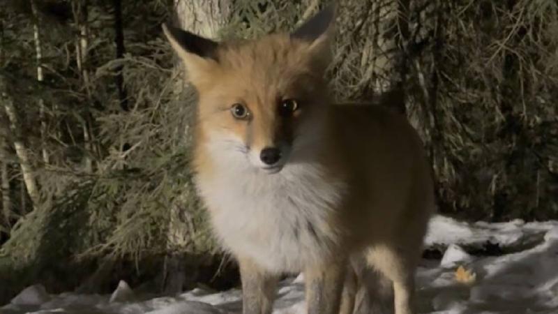 Artvin’de yolda karşılaştıkları tilkileri tavuk eti ve ekmekle beslediler