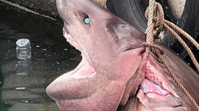 Mersin’de görüldü, vatandaşlar hemen ekipleri aradı