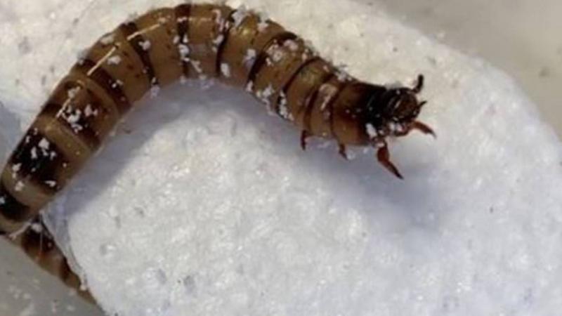 Bilim insanları 518 milyon yıllık etçil solucan fosili buldu