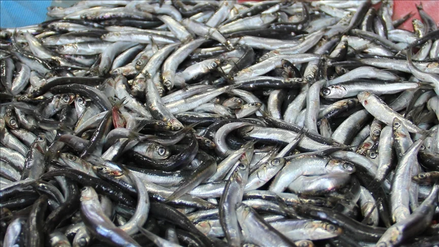 Tekirdağ’da kar yağışıyla birlikte hamsinin mevsimi başladı
