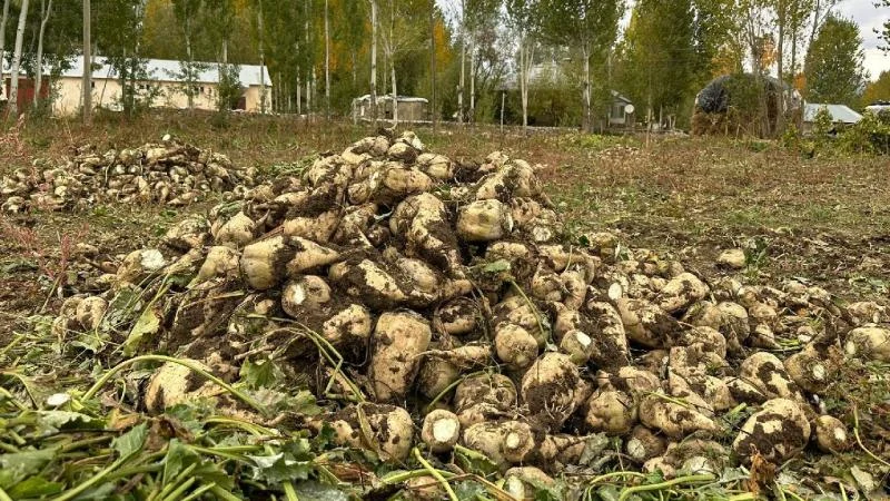 Muş’ta şeker pancarı üretiminden ekonomiye 2,5 milyar lira katkı bekleniyor