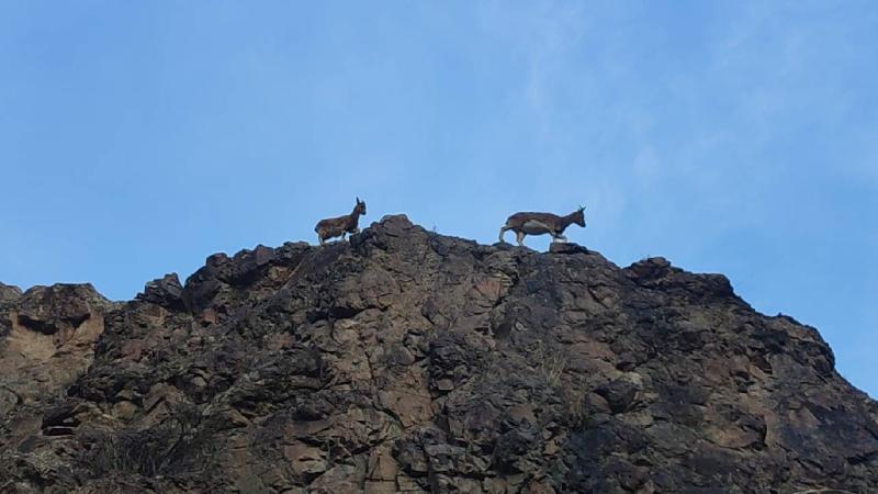 Erzurum’da dağ keçileri görüntülendi