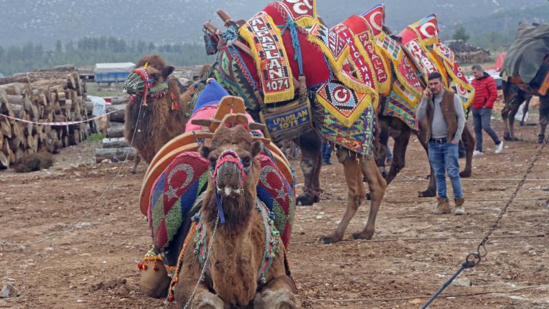Muğla’da deve güreşleri geleneği sürdürülüyor