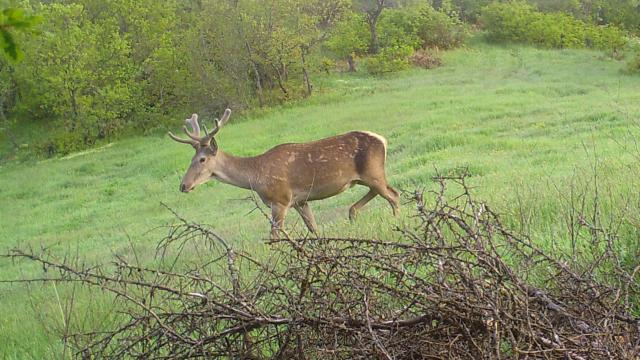 Çorum’da fotokapan ile yaban hayvanları görüntülendi