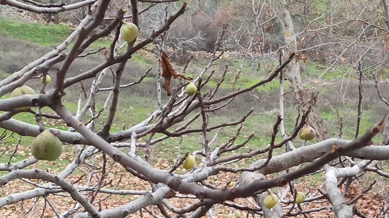 İncir ağacı kış mevsiminde meyve verdi