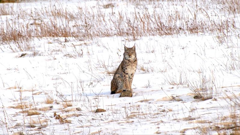 Karlı arazide yiyecek arayan vaşak ile iki yavrusu görüntülendi