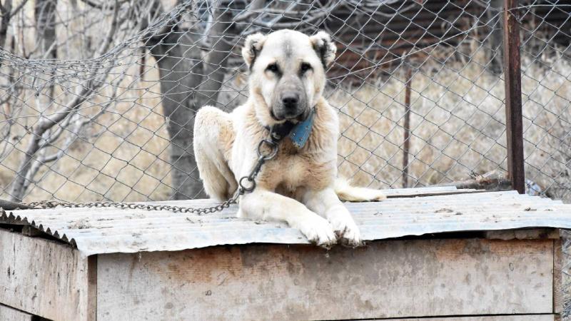 Mevsimler kaydı, Kangallar kışlıklarına bürünemedi