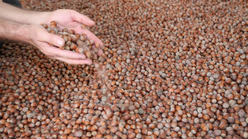 Ordu’da fındığın kilogramı 110 liradan işlem görüyor