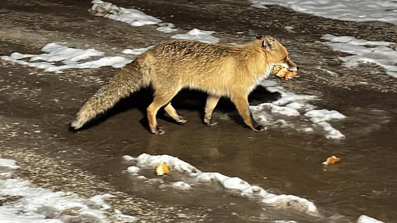 Bayburt’ta şantiye bekçisi yanına gelen tilkiyi bir aydır besliyor