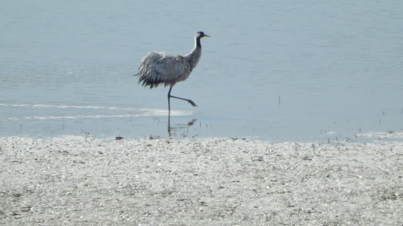 Tunceli’de uzun yıllardır görülmeyen turna kuşu görüldü