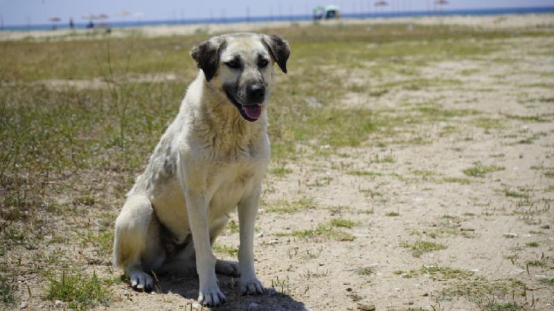 Kedi ve köpekler için istenen kuduz testlerine QR kodlu doğrulama
