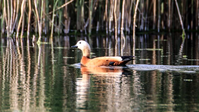 Iğdır’daki sulak alan, kış mevsiminde göçmen kuşların sığınağı oldu