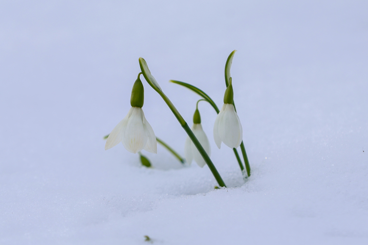 Sakarya’da beyaz örtüyle kaplanan Çam Dağı’nın eteklerini kardelenler süsledi
